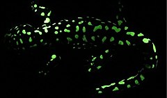 Biofluorescence in Ambystoma tigrinum Ambystoma tigrinum biofluorescence - 41598 2020 59528 Fig1 (cropped) (cropped).jpg