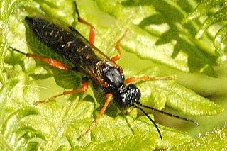 <i>Ametastegia glabrata</i> Species of sawfly