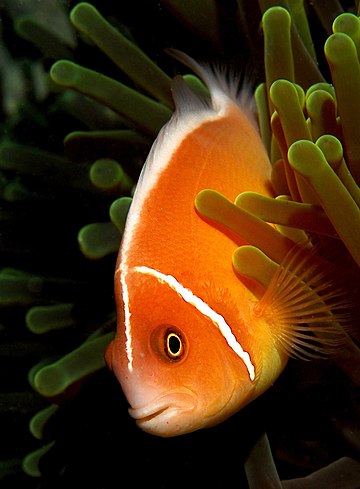 Amphiprion perideraion