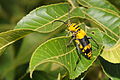 * Nomination Amphora borer beetle (Megacyllene decora) that was photographed in northeast Oklahoma (by User:Goody0033). ArionEstar 16:09, 6 January 2014 (UTC) * Promotion Good quality. --Uoaei1 07:41, 7 January 2014 (UTC)