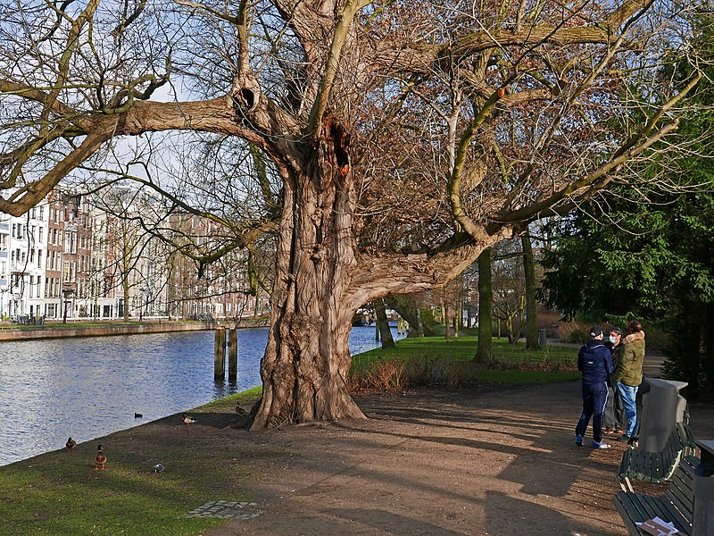 File:Amsterdam, old city - view from the park over the canal water and on a huge urban tree; free photo by Fons Heijnsbroek, 2022.jpg