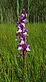 Anacamptis palustris Germany - Ichenheim