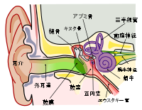 Anatomy of the Human Ear ja font.svg