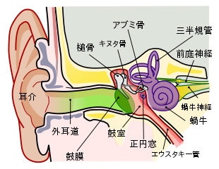 File:Anatomy of the Human Ear ja font.svg - Wikimedia Commons