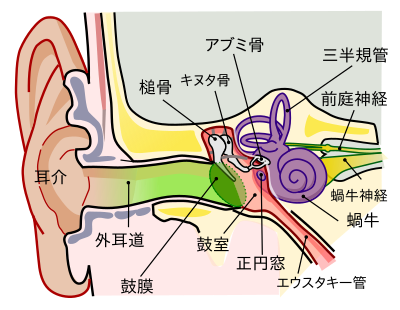 耳 Wikiwand