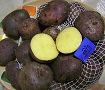 Solanum tuberosum Patates