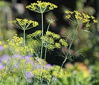 A. graveolens, dill