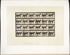 Animal locomotion. Plate 587 (Boston Public Library).jpg