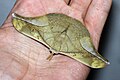 Antheraea rosieri (Saturniidae)