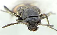 Anthocomus fasciatus front male.jpg