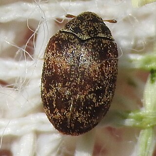 <i>Anthrenus castaneae</i> Species of beetle