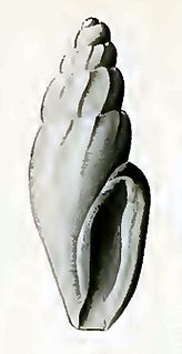 <i>Antiguraleus permutatus</i> Species of gastropod