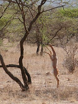 Gazelle de Waller se dressant sur ses pattes arrière pour manger des feuilles