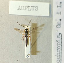 Aoplusochropis.JPG