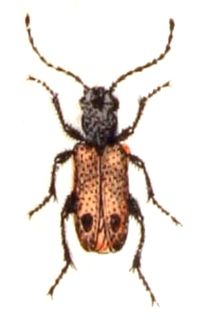 <i>Apalus bimaculatus</i> Species of beetle