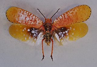 <i>Aphaena</i> Genus of true bugs