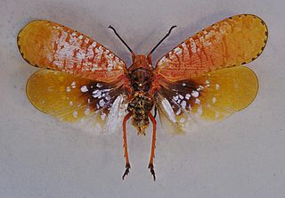 <i>Aphaena</i> Genus of planthoppers