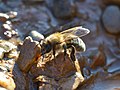 * Nomination European honeybee (Apis mellifera) drinking water near Vrachesh, Botevgrad municipality, Bulgaria --Exonie 20:11, 14 March 2019 (UTC) * Decline  Oppose blurred. Charlesjsharp 22:53, 14 March 2019 (UTC)