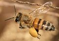 * Nomination A European Honey Bee carries pollen in the pollen basket by Muhammad Mahdi Karim. --High Contrast 18:05, 4 May 2009 (UTC) * Promotion nice shot ! --Ianare 14:26, 5 May 2009 (UTC)