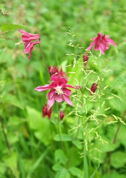 File:Aquilegia near Broomhill Way - geograph.org.uk - 5188367.jpg