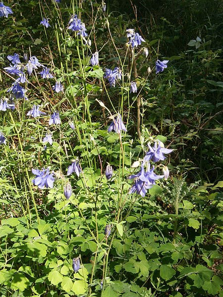 File:Aquilegia vulgaris RHu 001.JPG