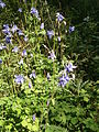 Aquilegia vulgaris