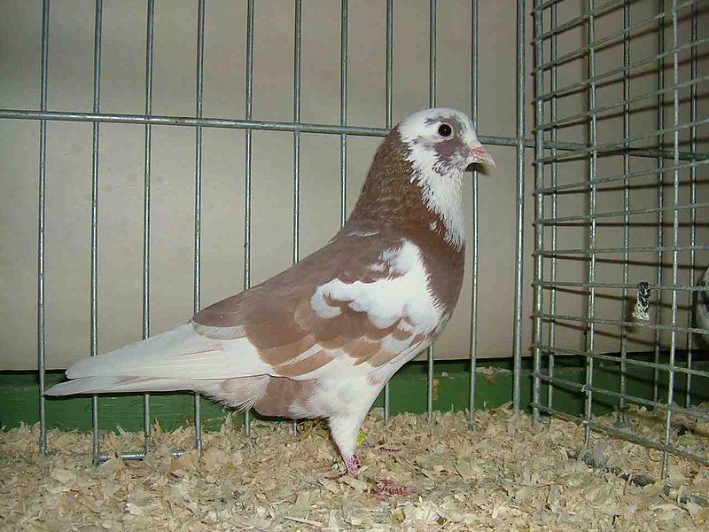 File:Arabische Trommeltauben (Dominant Rotgescheckt).jpg