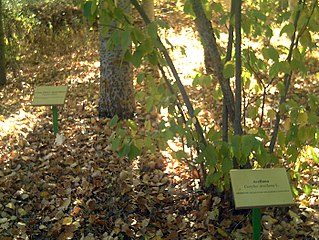 Arboretum La Alfaguara