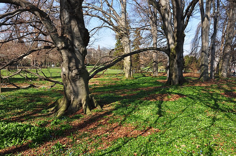 File:Arboretum Zürich 2011-03-23 14-34-00.JPG