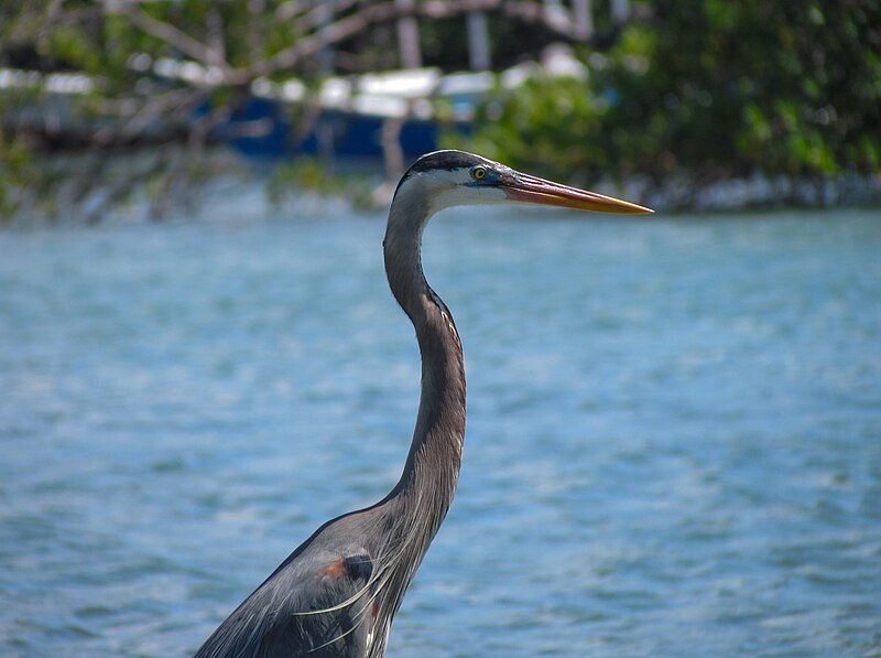 File:Ardea herodias from Margarita Island.jpg