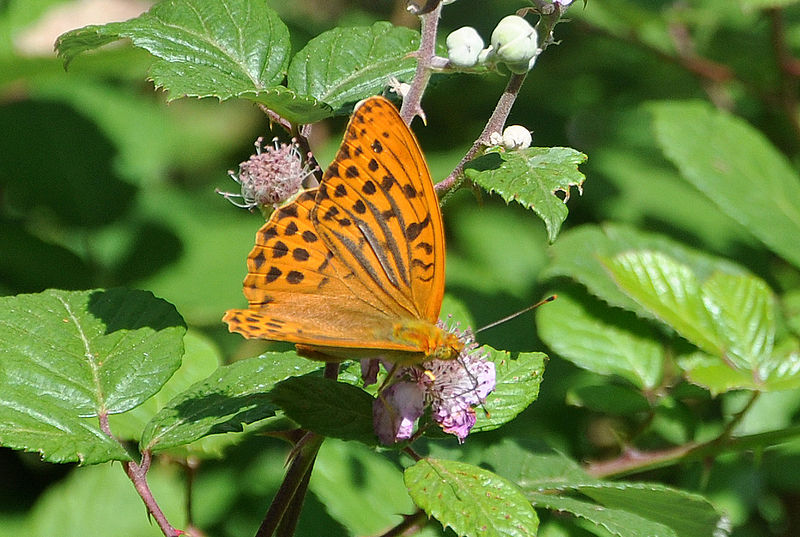 File:Argynnis paphia 0709.jpg