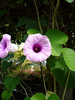 <i>Argyreia</i> Genus of flowering plants