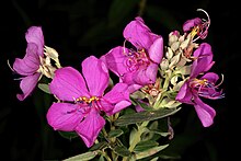 Argyrella canescens flowers