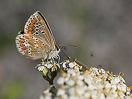 Aricia montensis