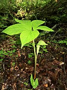 Arisaema ovale