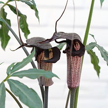 Arisaema thunbergii ssp. urashima-IMG 6580.JPG 