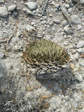 <i>Ariocarpus trigonus</i> Species of cactus