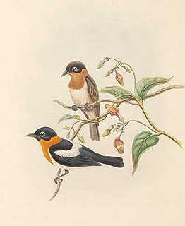 Ochre-collared monarch