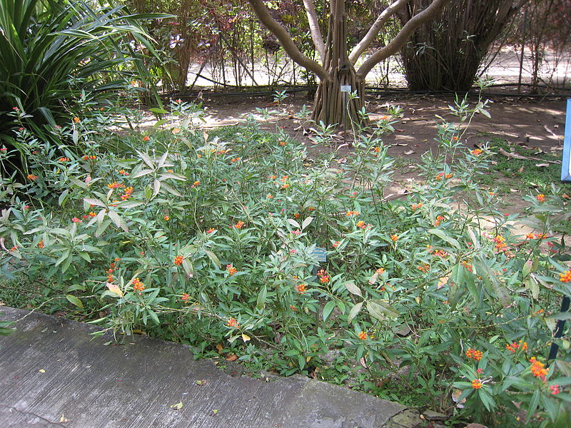 File:Asclepias curassavica - Jardin d'Éden.JPG