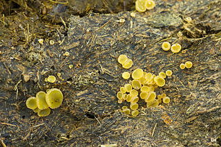 <i>Ascobolus</i> Genus of fungi