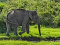 Asian Elephant (29300609907).jpg