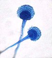 Aspergillus 44.jpg