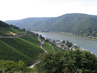 Vineyards on the Rhine near Rüdesheim
