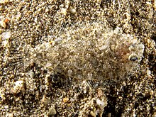 Asterorhombus intermedius (Orta düzey pisi balığı), Doğu Timor - 20061130.jpg