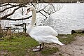 * Nomination Swan at Rickmansworth Aquadrome --Mike Peel 08:01, 8 April 2024 (UTC) * Promotion  Support Good quality. --Poco a poco 18:06, 8 April 2024 (UTC)