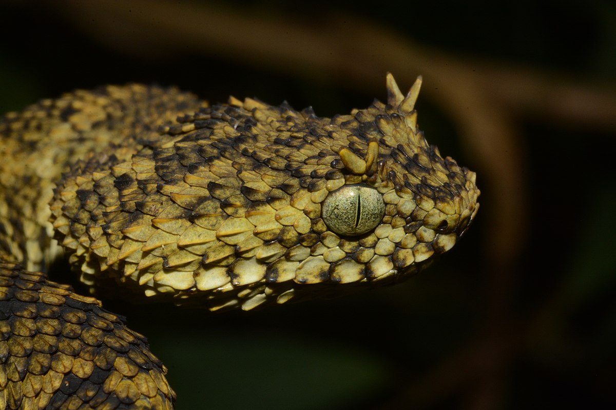 african bush viper colors