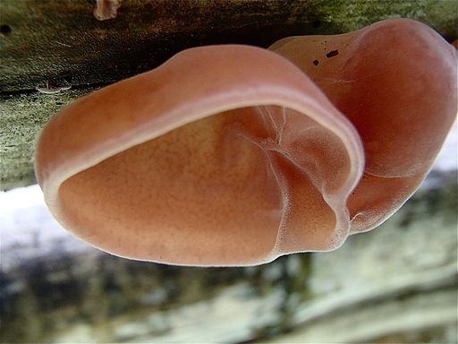 edible mushrooms of the amazon  