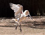 Australian white ibis in flight.jpg