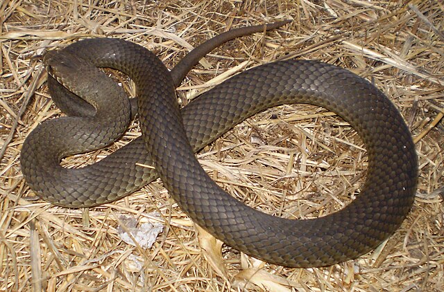 A pygmy copperhead