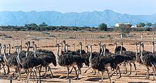 The Highgate Ostrich Show Farm